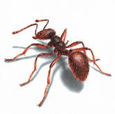 Pinellas pest control ants