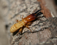 drywood termite pinellas county