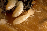 termite control in pinellas county